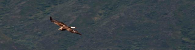 a brown colored eagle flying over dark hills a brown colored eagle flying over dark hills