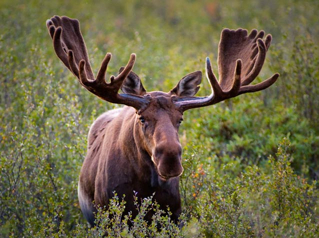large bull moose standing in brush