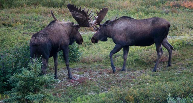 two bull moose clashing antlers