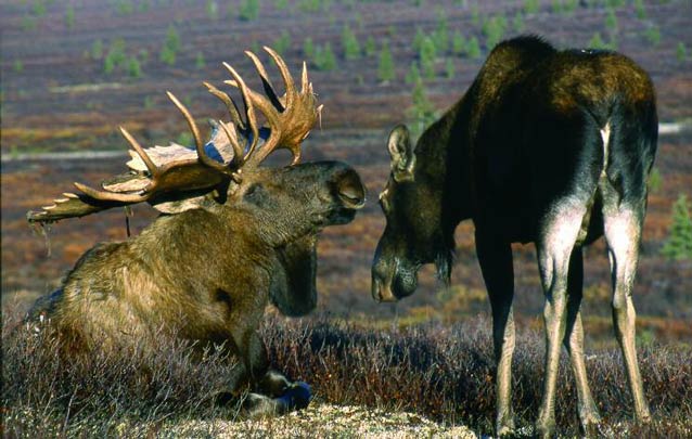 female moose walking up to a male moose who is laying down