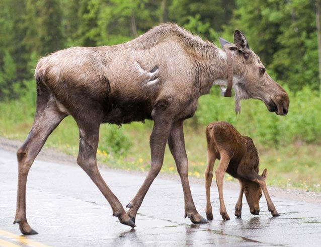 female moose with radio colar and a tiny calf walking across a paved road