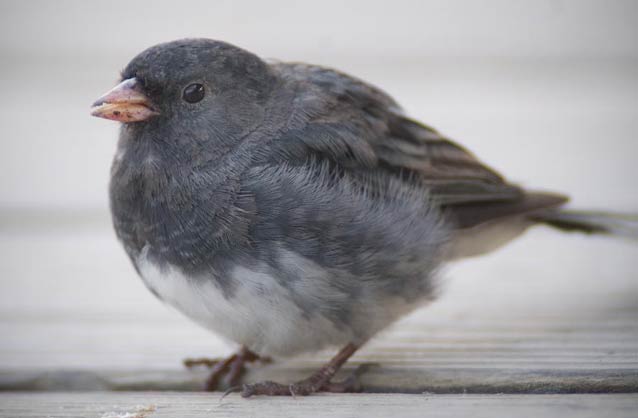 small gray bird