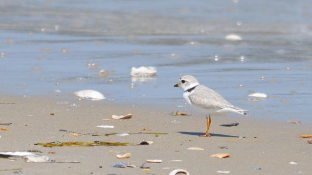 Piping plover on the beach