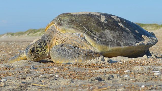 Green sea turtle returning to the ocean after laying her eggs.