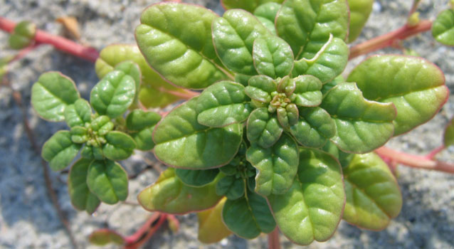 Seabeach amaranth on the beach