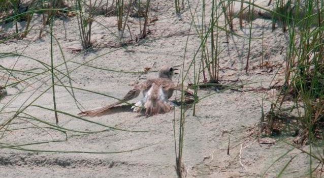 Wilson's Plover showing Wilson's Plover showing