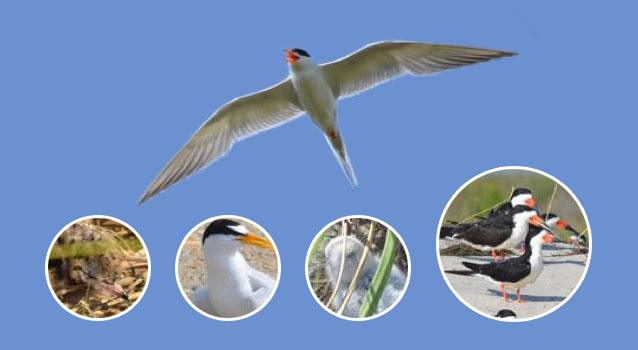 Collection of colonial waterbirds: tern chicks, adult terns, and black skimmers Collection of colonial waterbirds: tern chicks, adult terns, and black skimmers