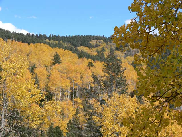 Montane forests dominate some of the highest elevations of the Colorado Plateau Montane forests dominate some of the highest elevations of the Colorado Plateau