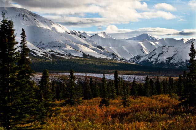 mixed landscape of brush and spruce trees with snowy mountains in the distance