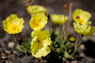 closeup view of small yellow flowers