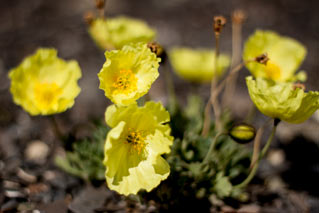 closeup view of small yellow flowers closeup view of small yellow flowers