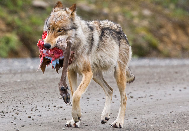 wolf walking down a dirt road with a bloody animal leg in its mouth