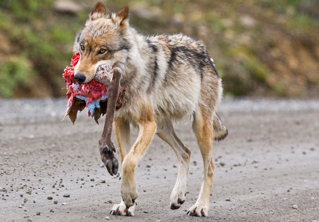 wolf walking down a dirt road with a bloody animal leg in its mouth wolf walking down a dirt road with a bloody animal leg in its mouth