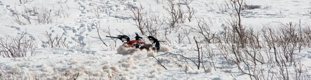 small black birds perched on a dead animal partly buried in snow
