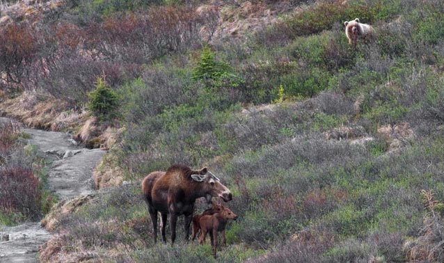 brown bear looking down a hillside at a large moose and two tiny moose calves