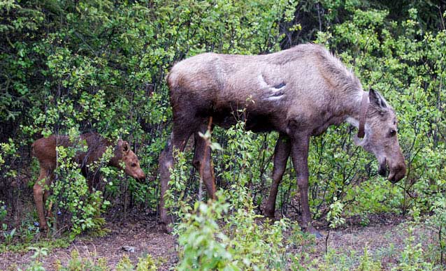 moose with radio collar and tiny calf walking through brush