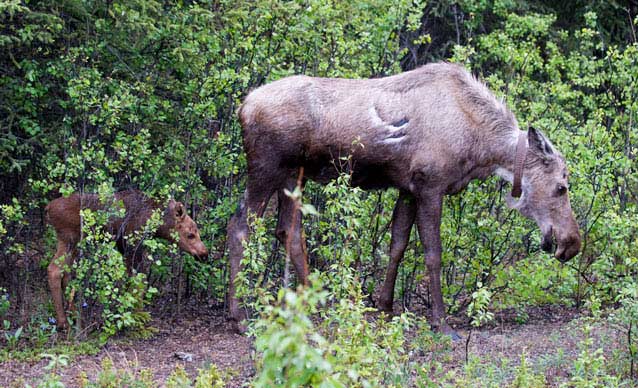 moose with radio collar and tiny calf walking through brush moose with radio collar and tiny calf walking through brush