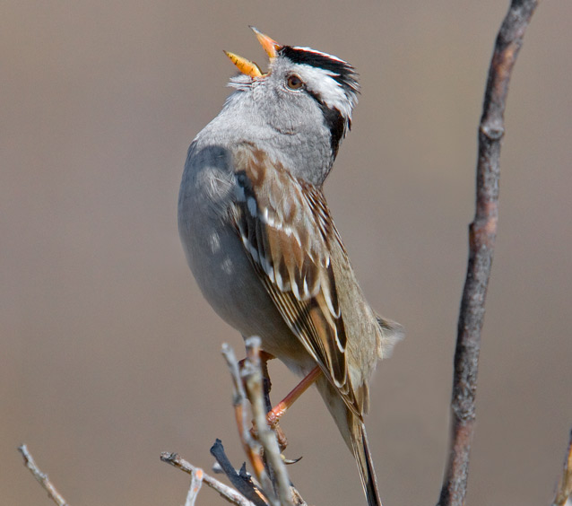 small grayish bird with black and white head singing