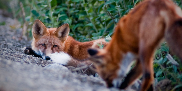 two foxes, one laying down and the other sniffing at some gravel