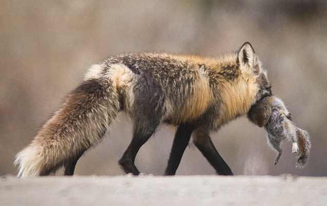 a black and red fox carrying a gray colored squirrel in its mouth