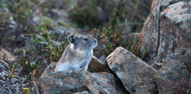 small gray rabbit-like animal sitting on rocks small gray rabbit-like animal sitting on rocks