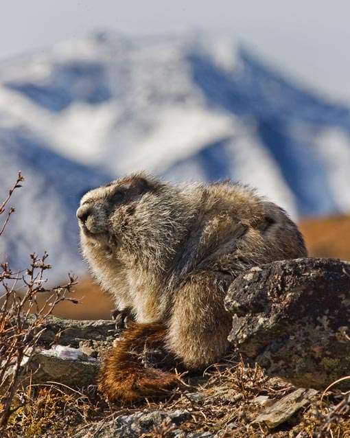A marmot with a snowy mountain in the distance A marmot with a snowy mountain in the distance