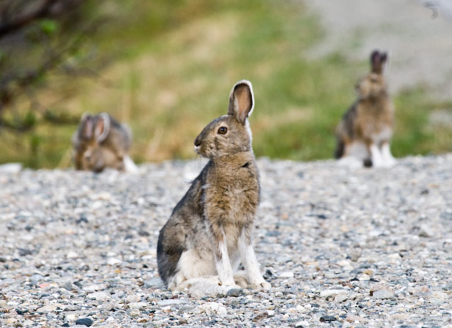 three brown hares sitting by a road