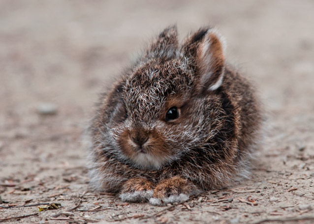 tiny snowshoe hare