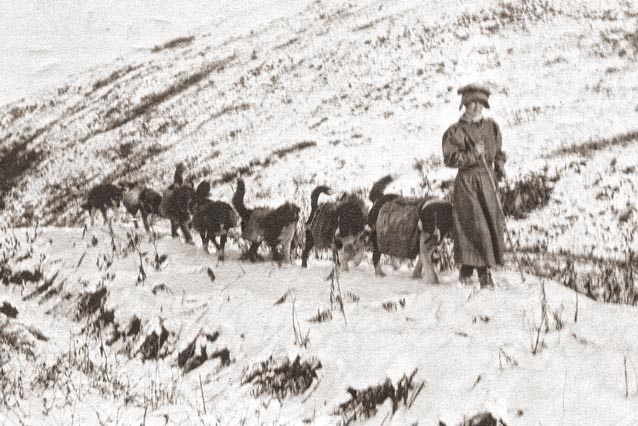 black and white historic image of a woman and team of sled dogs black and white historic image of a woman and team of sled dogs