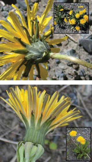 composite of two similar-looking yellow flowers with slight differences composite of two similar-looking yellow flowers with slight differences
