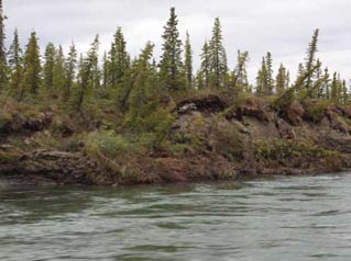 a riverbank with trees leaning at odd angles