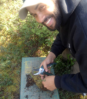 man cutting up moss over a cutting board of some kind