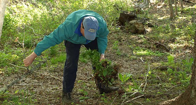 A Friends of Acadia volunteer helps remove invasive plants. A Friends of Acadia volunteer helps remove invasive plants.