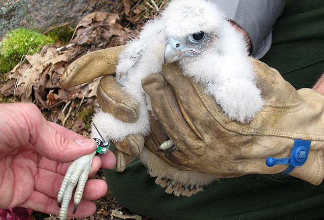 baby peregrine falcon in nest