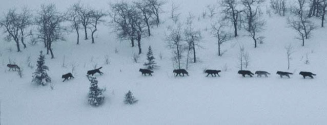 ten wolves walking in a row through a snowy forest ten wolves walking in a row through a snowy forest