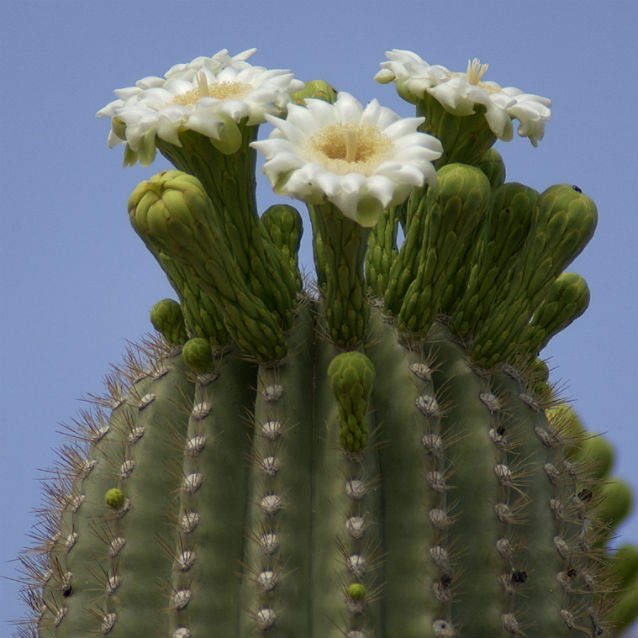 top of saguaro cactus in bloom