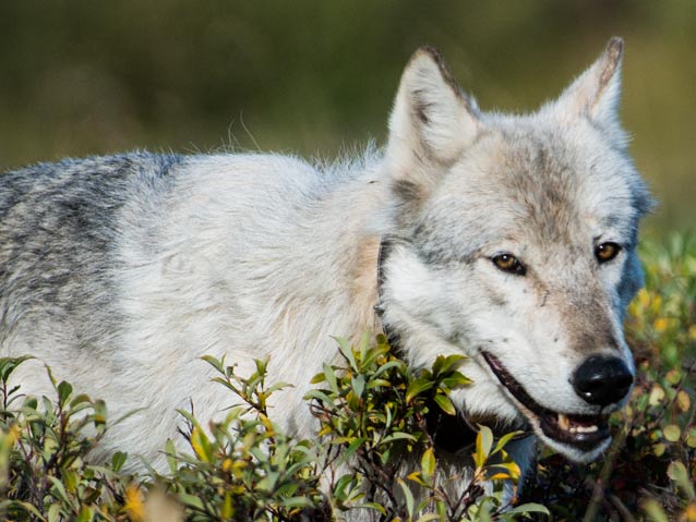 a gray colored wolf wearing a light brown radio tracking collar