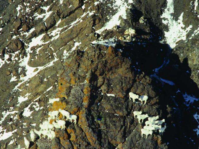 two groups of sheep on a rocky mountainside, with wolves higher up looking down at them two groups of sheep on a rocky mountainside, with wolves higher up looking down at them