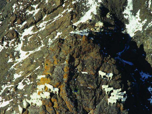 two groups of sheep on a rocky mountainside, with wolves higher up looking down at them