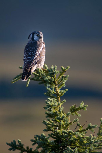 large greyish owl perched atop a thin spruce tree large greyish owl perched atop a thin spruce tree