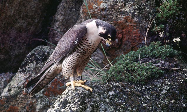 brown and tan raptor perched on a rock