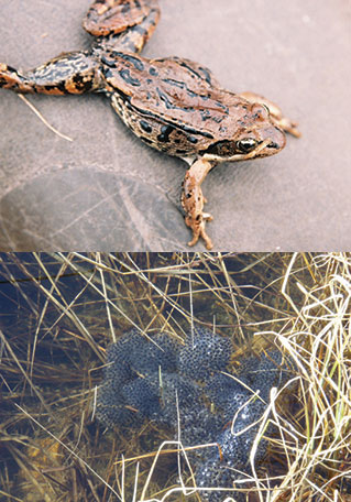 two images, on of a small brown frog and another of a mass of tiny frog eggs underwater
