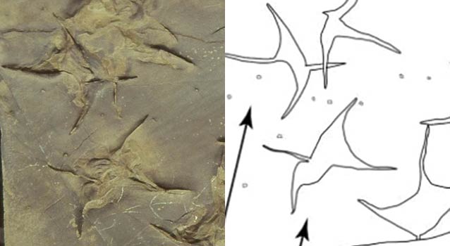 four-toed footprints in rock with a line drawing to help show what they look like four-toed footprints in rock with a line drawing to help show what they look like