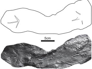 three-toed footprints in rock with a line drawing to help show what they look like