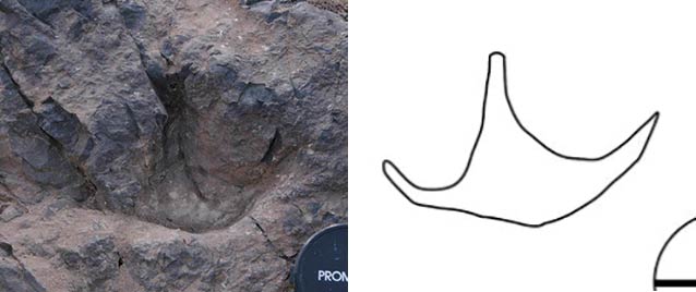 three-toed footprints in rock with a line drawing to help show what they look like