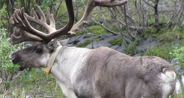 a caribou with a radio collar 