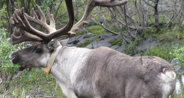 a caribou with a radio collar a caribou with a radio collar