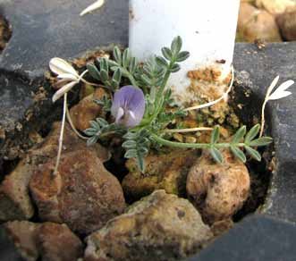 Sentry milkvetch is hard to grow in a greenhouse because of its specific habitat requirements. Sentry milkvetch is hard to grow in a greenhouse because of its specific habitat requirements.