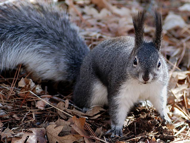 Abert’s squirrel (Sciurus aberti) at Bandelier National Park.