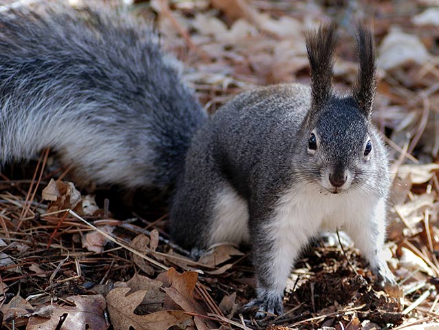 Abert’s squirrel (Sciurus aberti) at Bandelier National Park. Abert’s squirrel (Sciurus aberti) at Bandelier National Park.
